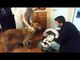 Curious Golden Retriever Gives Newborn Baby Kisses