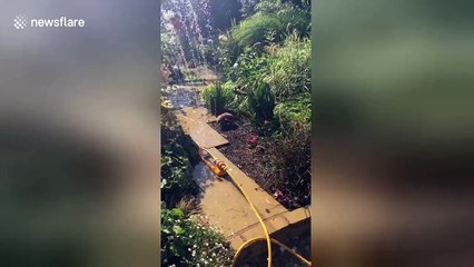 Blind rescue hedgehog dances under sprinkler in hot weather