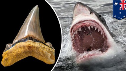 Prehistoric mega-shark teeth unearthed on Australian coast