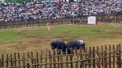 Chọi Trâu Hải Lựu - Trận Đấu Kinh Điển Tại Lễ Hội Chọi Trâu Hải Lựu Sông Lô Năm 2018