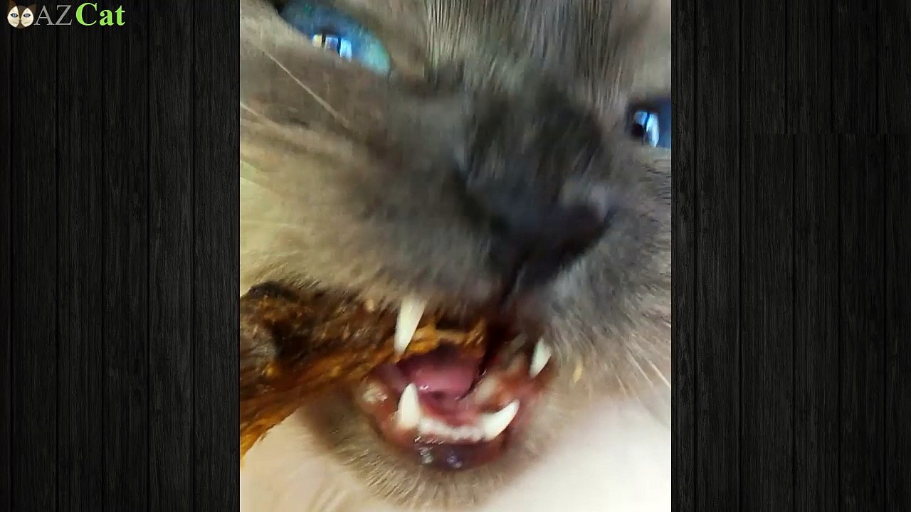 Sweet cat with light blue eyes trying to eat meat