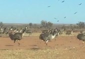 Emus Run Amok in the Outback Amid Worsening Drought