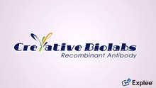 bispecific antibodies
