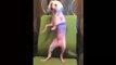 Top 50 Funny Cats And Dogs Dancing  Of All Time