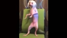 Top 50 Funny Cats And Dogs Dancing  Of All Time