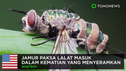 Download Video: Jamur bunuh lalat ini dengan cara menyeramkan - TomoNews