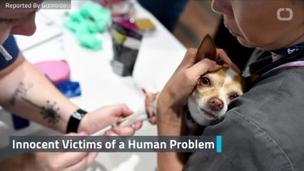 Pet Owners Are Hurting Animals to Get Opioids