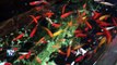 L'aquarium de Paris: un refuge pour poissons rouges