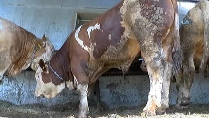 Kurbanlık 'Kral' Alıcısını Bekliyor