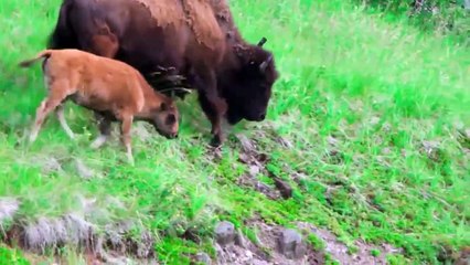Bison vs wolf- amazing fight