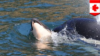 Emotional killer whale mother lets go of dead calf after 17 days