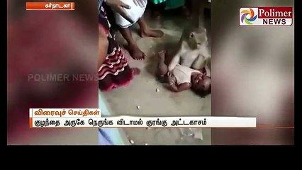 A monkey who tried to carry the baby