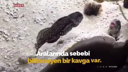 Akvaryumda yaşayan 2 balığın kavgası
