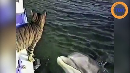 Une belle rencontre entre un chat et des dauphins !