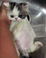 cleaning my cat in the hot tube and she likes it