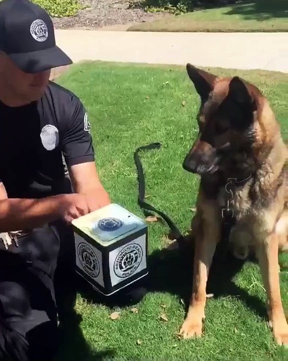 K9 German Shepherd's priceless reaction to "Jack in the Box"