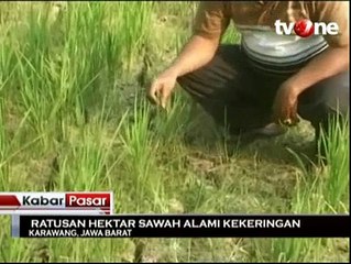 Ratusan Hektar Sawah Alami Kekeringan