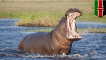 Hippo kills Taiwanese tourist in Kenya