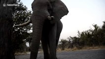 Spanish tourists film terrifyingly close encounter with wild elephant