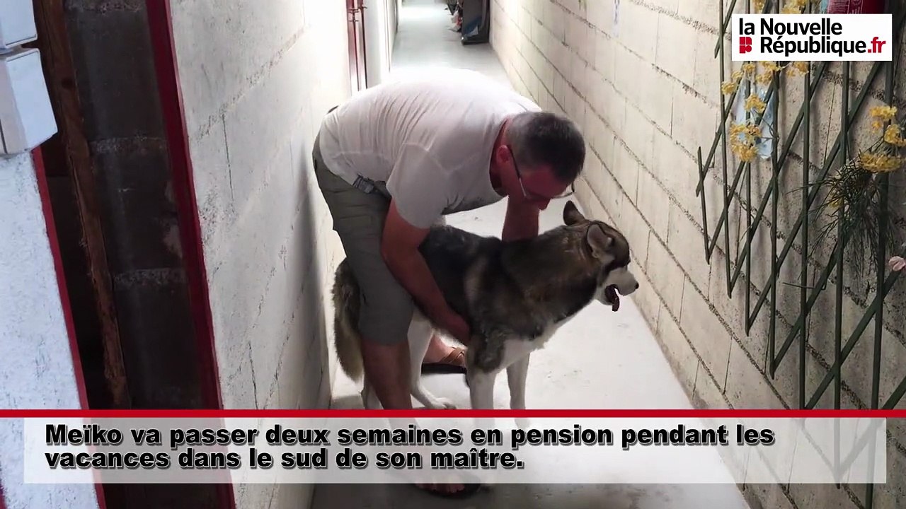 VIDEO. Loir-et-Cher : mettre son chien en chenil pendant les vacances