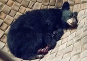 Bear Cub Burned in California's Carr Fire Has Wounds Treated With Fish Skins