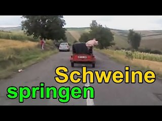 Ein Schwein entkommt aus einem LKW