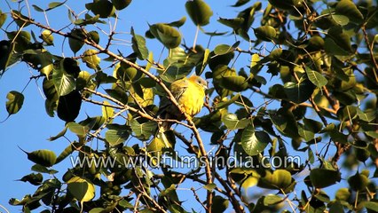 India birding paradise - Keoladeo National Park Bharatpur