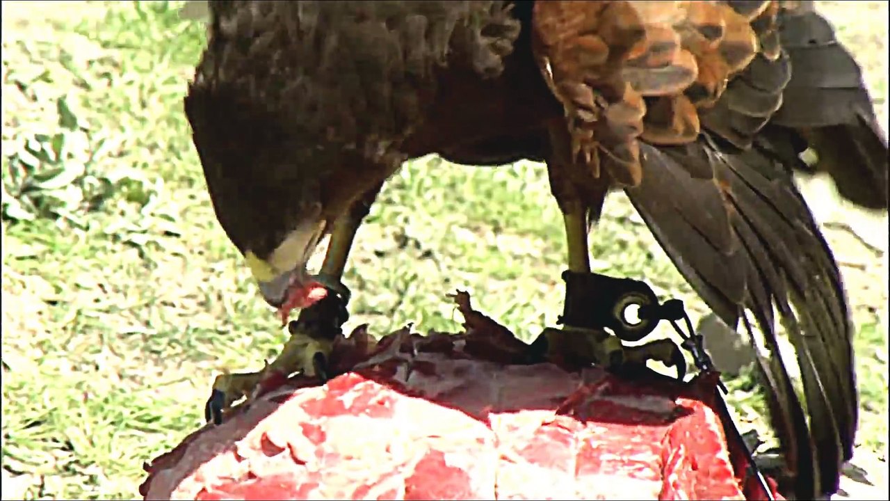 Terror Raptor - The Prehistoric King Of The Beasts