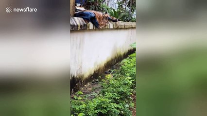 Brave teacher catches deadly cobra at kindergarten