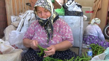 Edirne Edirne'de Roman Müziği Eşliğinde 'Acı Biber' Hasadı Hd 2