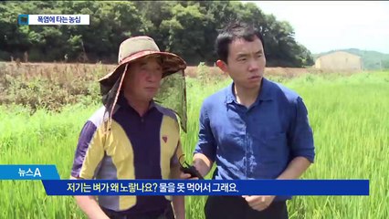 비 없는 폭염에 짠물이라도 쓴다…애타는 농심