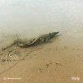 Regardez comment ce crocodile surfe dans la boue... Incroyable