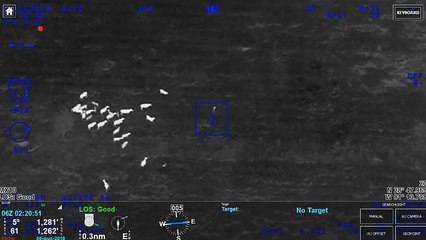 شاهد: قطيع أبقار يساهم في "إنفاذ القانون" بالولايات المتحدة