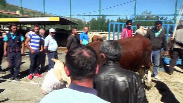 Hayvan pazarında Kurban Bayramı hareketliliği