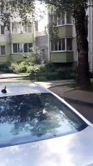 Courageous Crow Tries to Stop Feud Between Two Cats