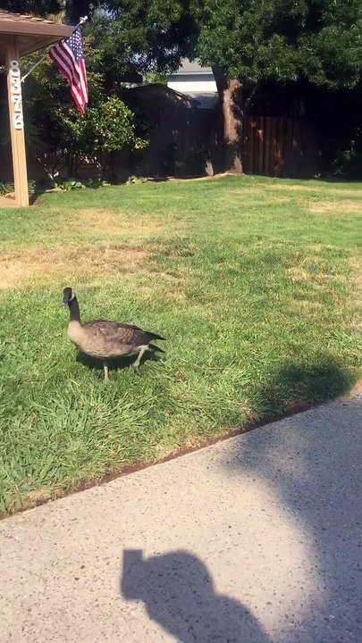 Goose Follows Man on Walk Around Neighborhood