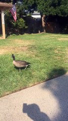 Goose Follows Man on Walk Around Neighborhood