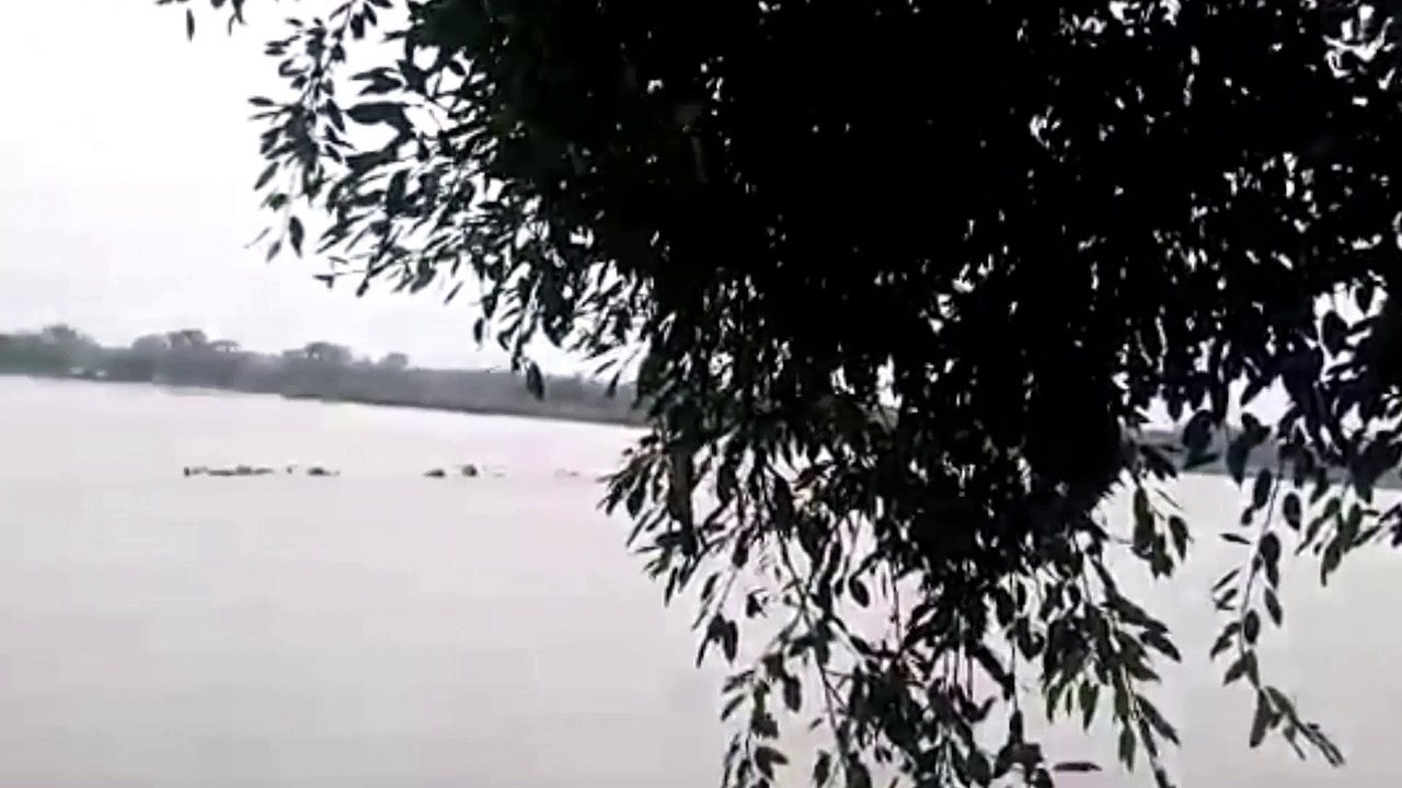 Herd of elephants swim across flooded river in India