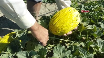 Manisa Kırkağaç'ta Kavun Hasadı Başladı Hd