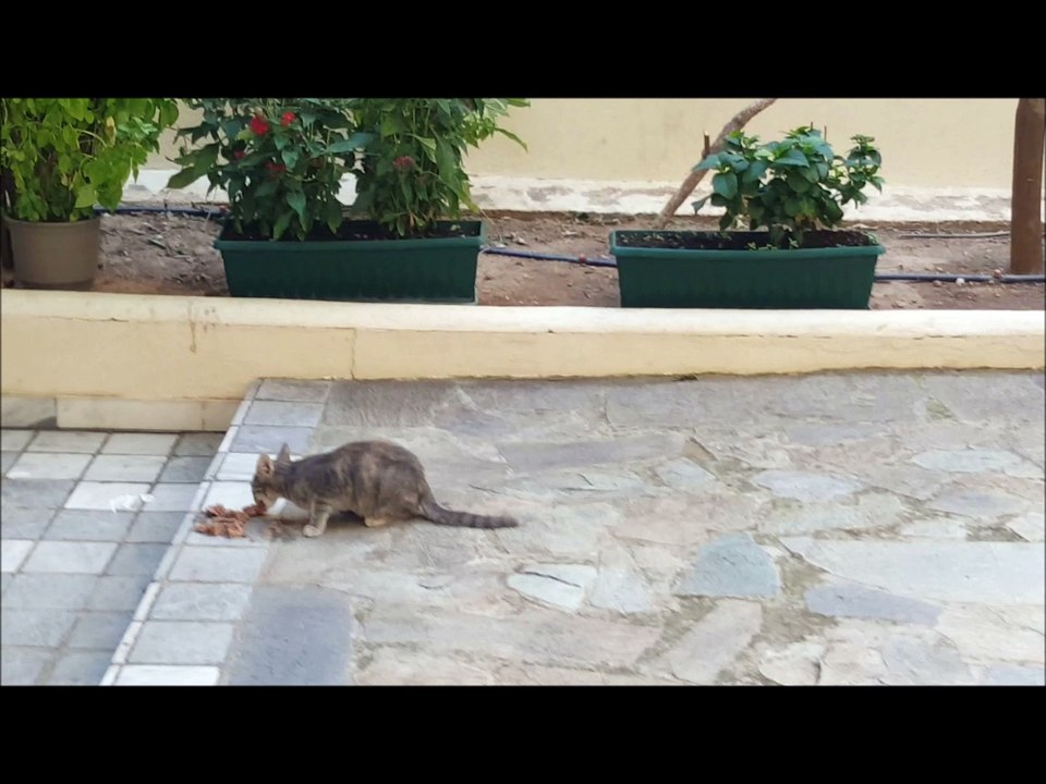 Greek kitty