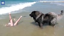 كلب ينقذ طفلة من الغرق