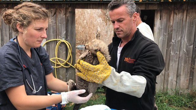 Quatre bébés guépards sont nés au zoo