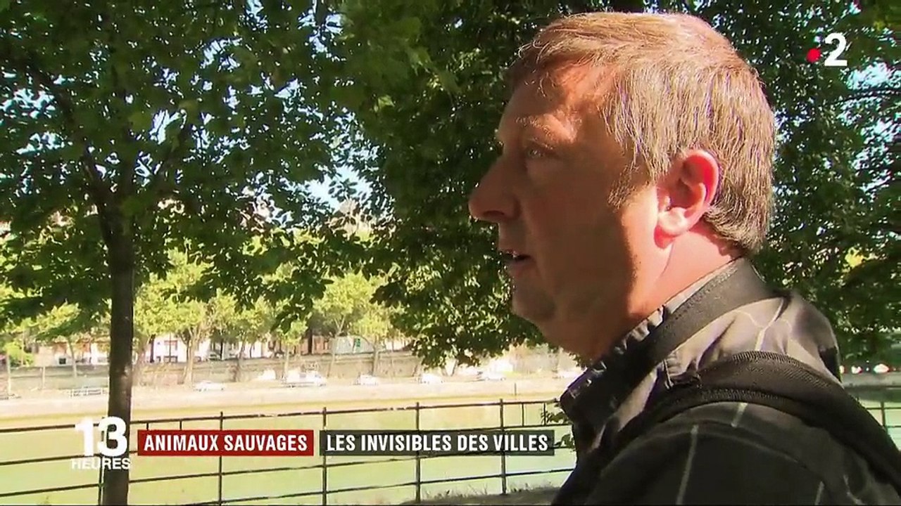 Animaux sauvages : les invisibles des villes