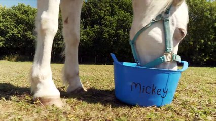 PONY CAMP VLOG | Arriving to our new home for the week and Cross Country | Day 1+2 | This Esme