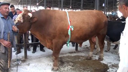 1 Ton 600 Kiloluk 'Paşa' Otomobil Fiyatına Satıldı