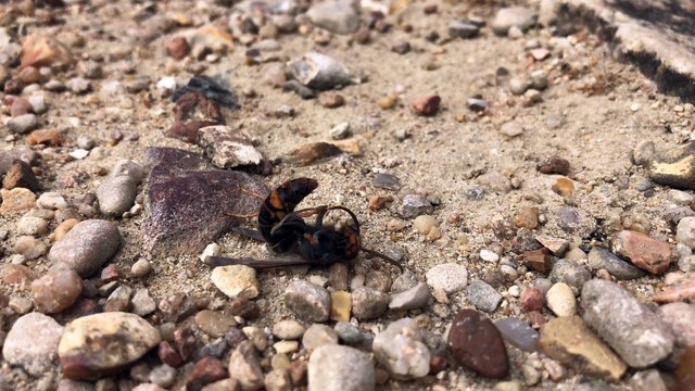 Seine-et-Marne : un nid de frelons exterminé à Blandy-les-Tours