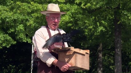 Crows butt in for litter pick-up at French theme park