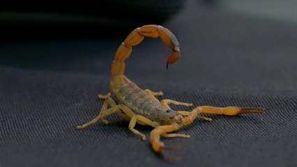 Número de picadas mortais de escorpião duplica no Brasil