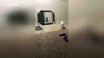 Cat freaks out at own reflection in new mirror