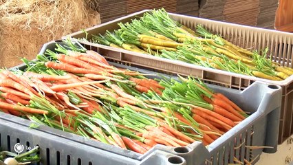 GASTRONOMIE / La folie des mini-légumes - 14/08/2018